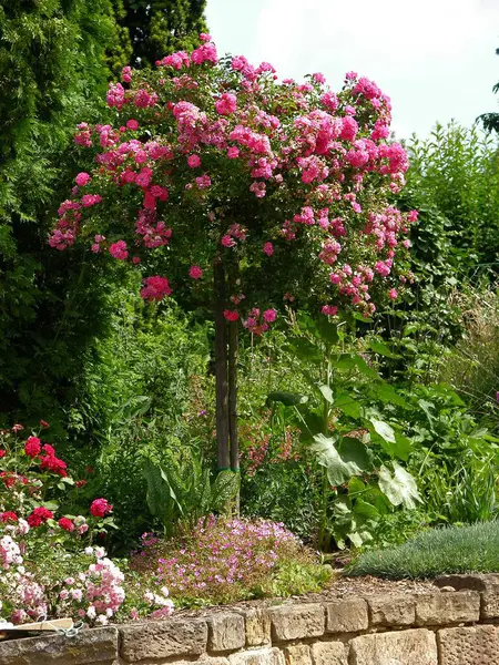 采购产品茎玫瑰 玫瑰树 玫瑰花园 装饰花园 家庭玫瑰 玫瑰小树 玫瑰花园 装饰花园 — 图库照片