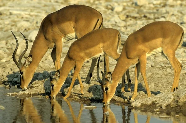 Impala Aepyceros Melampus Antilope Met Zwarte Hakken — Stockfoto