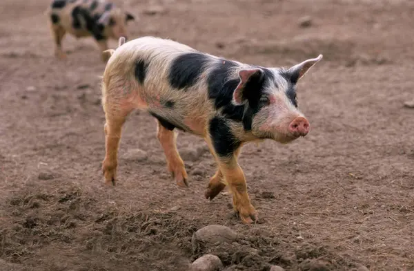 Bunte Bentheimer Pig Bentheimer Landschwein — Stock fotografie
