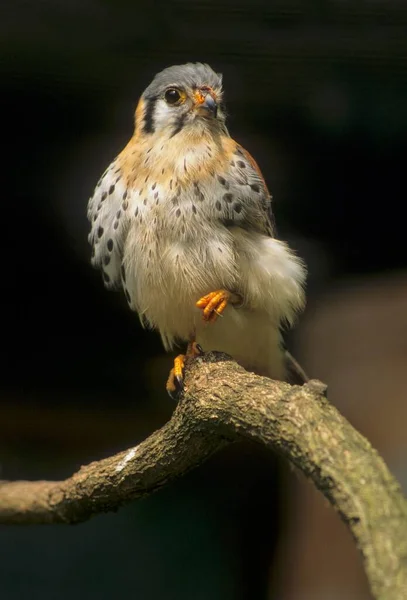 Kestrel Comum Americano Falco Sparverius — Fotografia de Stock