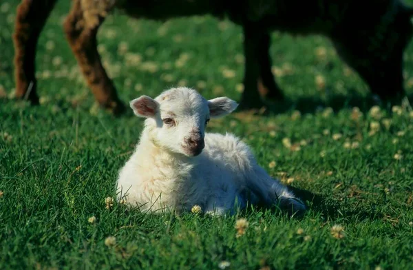 Cordero Skudde Walachian Sheep Ovejas Domésticas Ovis Orientalis Aries Skudde —  Fotos de Stock