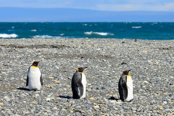 Три Пингвина Aptenodytes Patagonicus Гравийном Берегу — стоковое фото