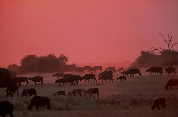 Cape Buffalo Sycerus Caffer Herd — Stock Photo, Image
