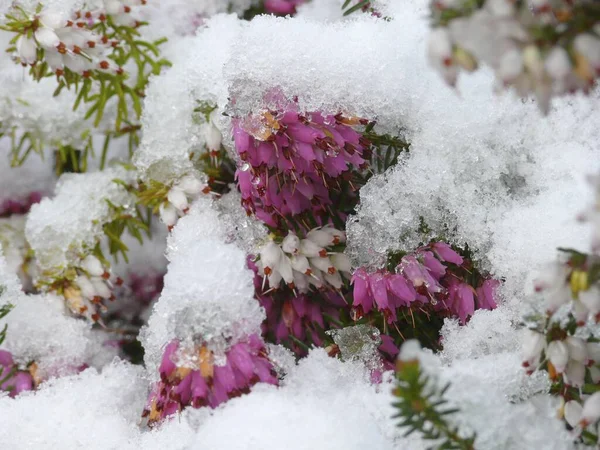 Květiny Sněhem Vřes Erica Sněhem Vřes Vřes — Stock fotografie
