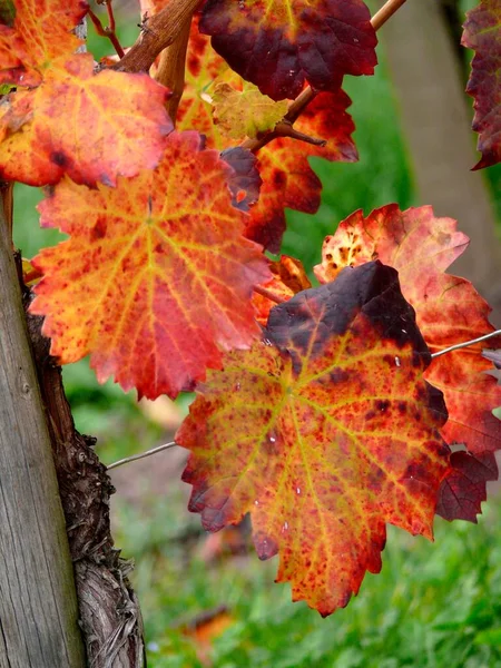 Sonbaharda Renkli Üzüm Yaprakları — Stok fotoğraf