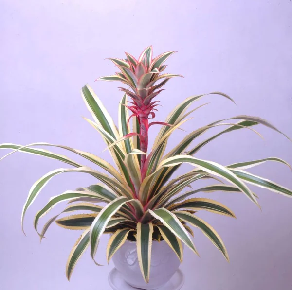 Pineapple Ananas Comosus Tricolor — Stock Photo, Image