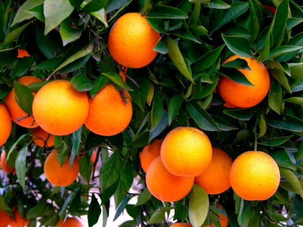 オレンジの木にオレンジ — ストック写真