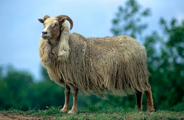 Icelandic Sheep Pasturing Field — Stock Photo, Image