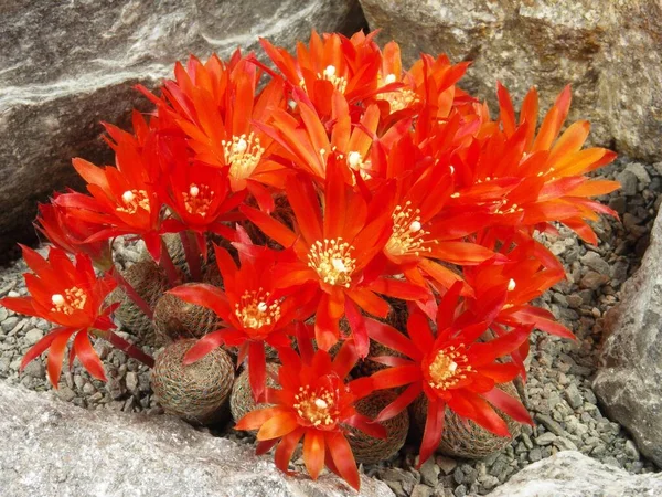 Rebutia heliosa, cactus, cactus plant with blossoms, cactus, cactus plant with blossoms