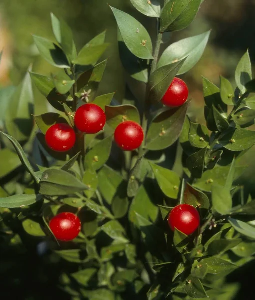 Butcher Broom Ruscus Aculeatus Butcher Broom Thorn Myrtle Stinging Myrtle — Stock Photo, Image