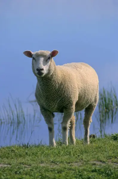 Сельские Овцы Домашние Овцы Стадо Овец Плотине Северное Море Северная — стоковое фото