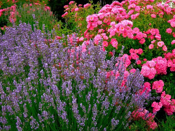 Shrub Roses Lavender — Stock Photo, Image