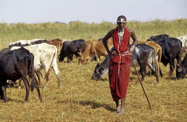 Maassai Maasai Eller Masai Maassai Med Nötkreatur Boskapsuppfödning Kenya Östafrika — Stockfoto