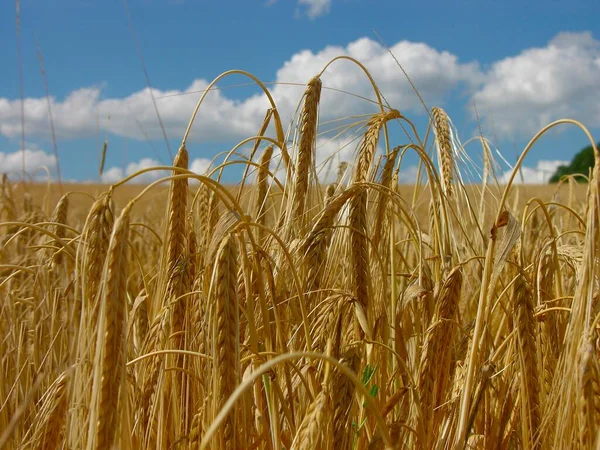 Buğday Kulakları Tarlada Çavdar Gündüz Görüşü — Stok fotoğraf