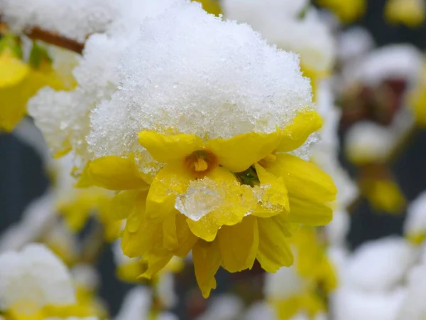 Forsythia Floração Com Neve — Fotografia de Stock