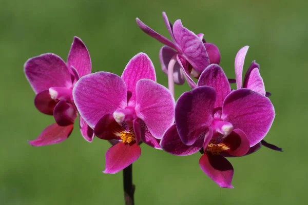 Квітуча Орхідея Phalaenopsis Mini — стокове фото