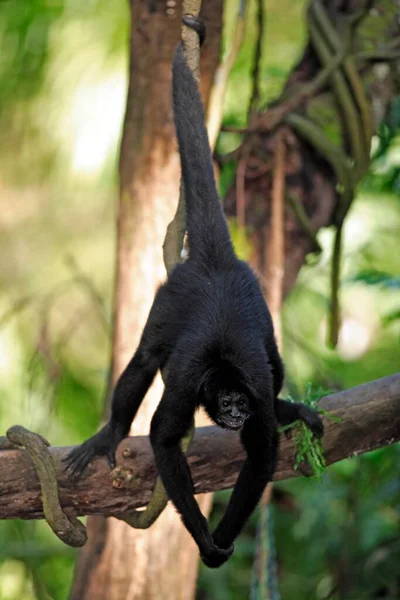Černá Červená Face Pavouk Opice Ateles Paniscus Dospělý Stromě Visí — Stock fotografie