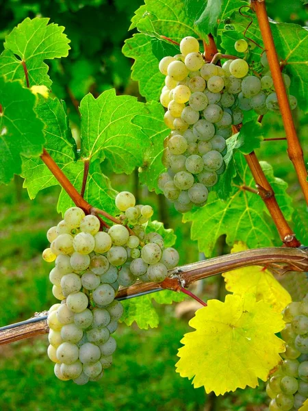 葡萄白葡萄酒上的葡萄 — 图库照片