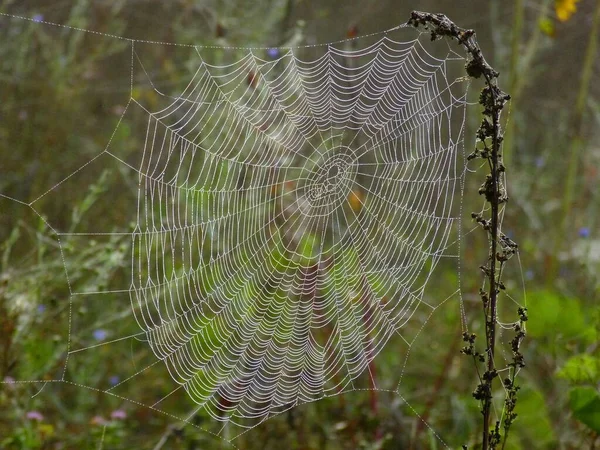 雨后蜘蛛网 — 图库照片