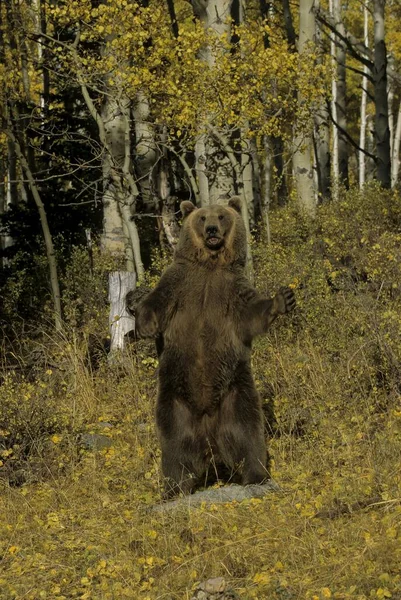Гризли Ursus Arctos Horribilis Гризли Гризли Подвид Бурый Медведь Гризли — стоковое фото