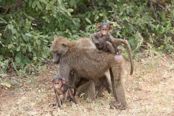 Cute Małpa Pozowanie Zoo Widok Bliska — Zdjęcie stockowe