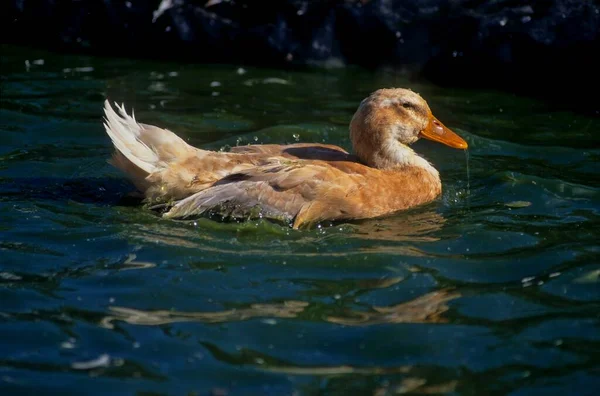 撒克逊鸭在水里 — 图库照片