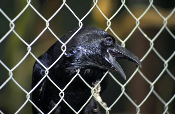 常见乌鸦 Corvus Corax — 图库照片
