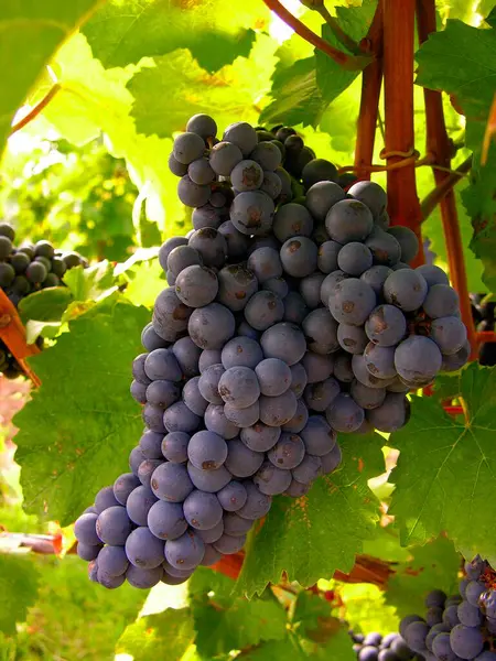 Виноград Виноград Красное Вино — стоковое фото