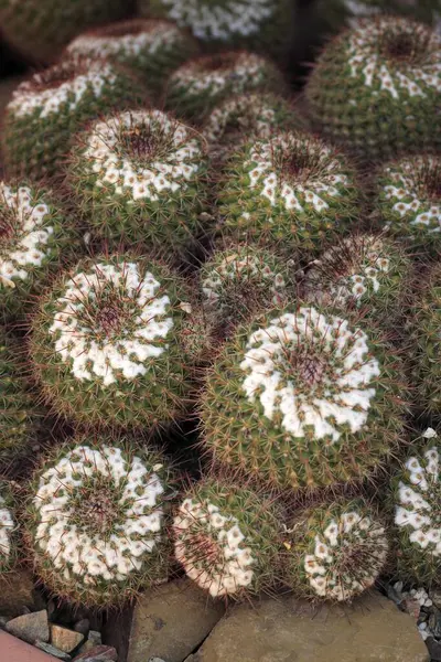 Twin Thorned Flo Nipple Cactus Mammillaria Mammillaria Geminispina Arizona Usa — Foto Stock