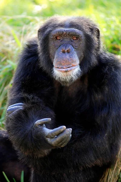 チンパンジー チンパンジーパン トロコドイト ポートレートの機会を乞うジェスチャーで大人 アフリカ — ストック写真