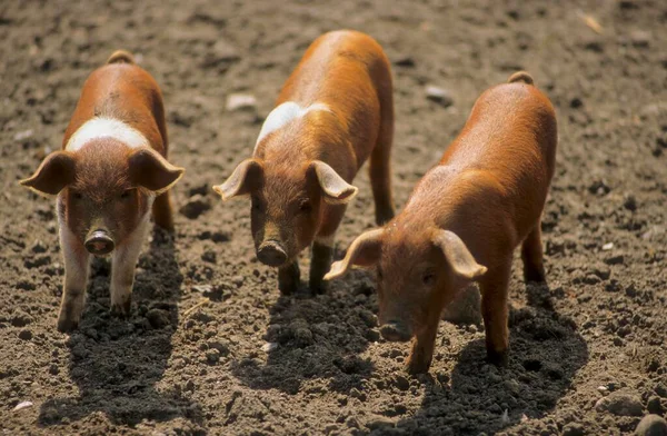 赤ブレストフスプロテスト豚 デンマークのプロテスタント豚 ドイツのサドルバック豚師団赤ブレスト夫豚 — ストック写真