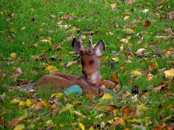 Cerf Figure Bambi Dans Jardin Figure Jardin — Photo