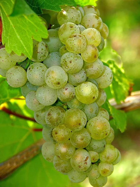 Виноград Виноградниках Біле Вино — стокове фото