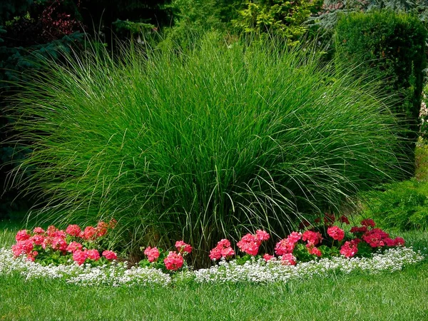 Rumput Dengan Geranum Kebun Hias Taman Depan Rumah Rumput Dengan — Stok Foto