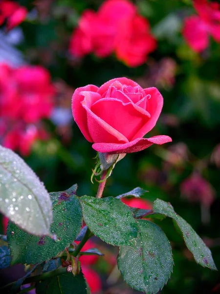 Czerwona Róża Rosą Kwiat Łodygą — Zdjęcie stockowe