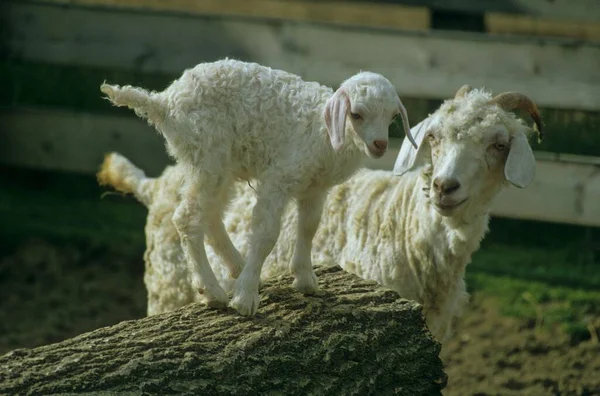 Angora goat, lamb, young animal, camel goat