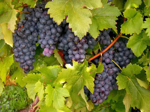Ripe Red Grapes Vine — Stock Photo, Image