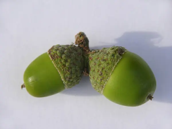 Semilla Roble Quercus Acorn — Foto de Stock