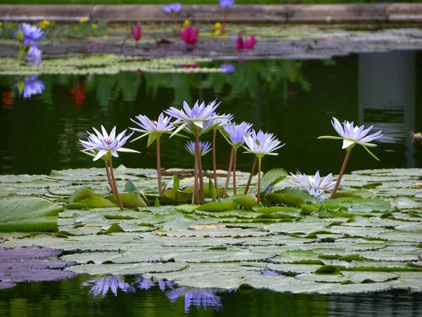 Vattenlilja Nymphaea Hybrid Blå Lotus Wilhelma Zoologisk Botaniska Trädgården Stuttgart — Stockfoto