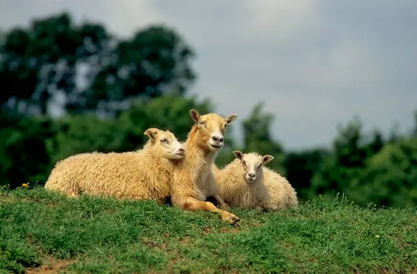 Owce Islandzkie Pastwisku — Zdjęcie stockowe
