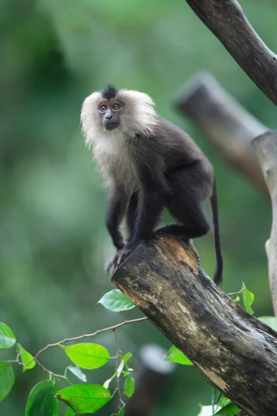 Wanderu Macaco Coda Leone Macaca Silenus India Albero Giovane Macaco — Foto Stock