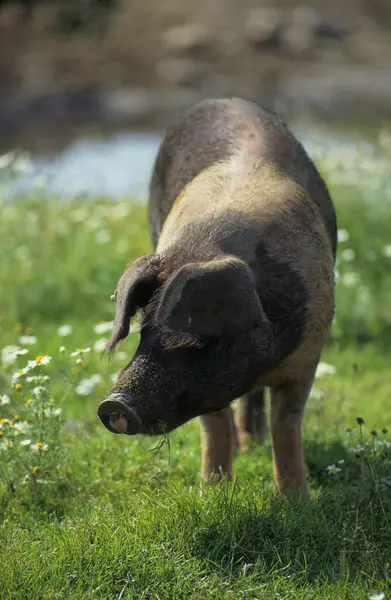 Красногрудая Хузумская Протестная Свинья Датская Протестная Свинья — стоковое фото