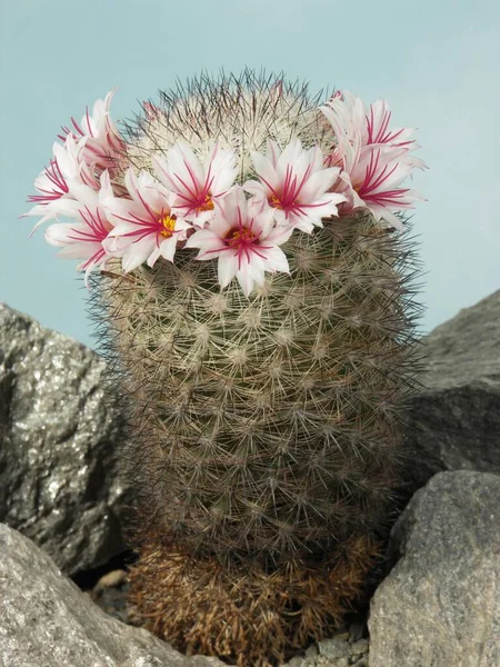 Nipple Cactus Mammillaria Albicans — Stock Photo, Image