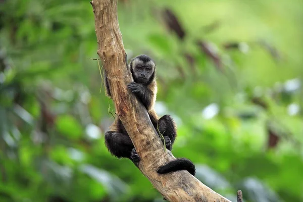 Обезьяна Капуцин Cebus Nigrivittatus Взрослая Дереве Weper Capuchin Южная Америка — стоковое фото