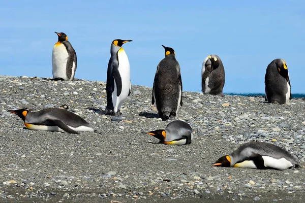 Pingüinos Rey Aptenodytes Patagonicus Colonia Ribera Grava Bahia Inutil Parque — Foto de Stock