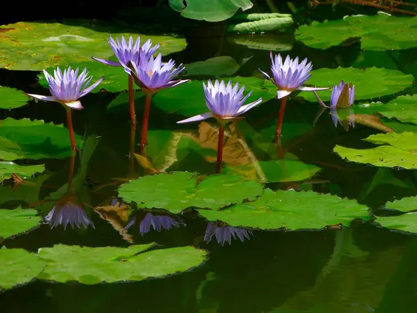 Vatten Lily Vatten Lily Pond Exotisk Nymphaea Hybrid Blå Skönhet — Stockfoto