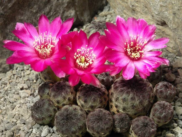 Sulcorebutia Rauschii Roślina Kaktusowa — Zdjęcie stockowe