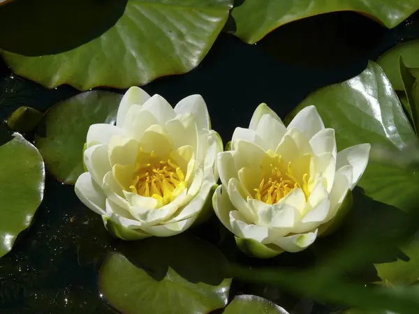 Європейські Білі Лілії Nymphaea Alba Цвітіння Біла Водяна Лілія — стокове фото