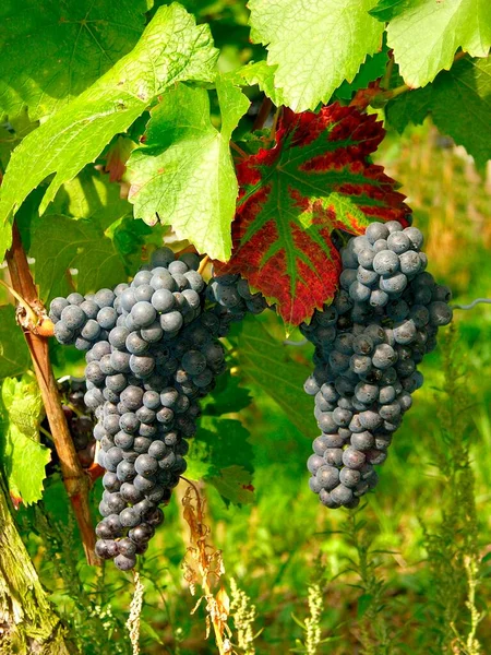 Üzüm Asma Kırmızı Şarap — Stok fotoğraf