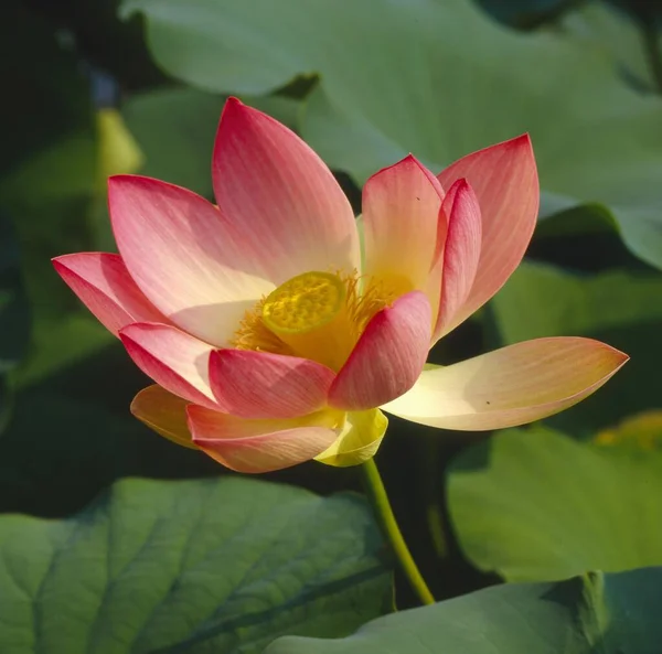 Lotus Indien Nelumbo Nucifera Lotus Indien Lotus — Photo